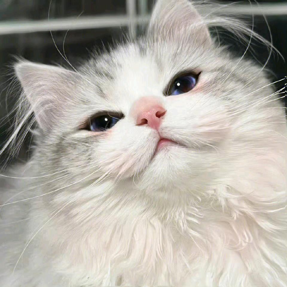 熊猫没有熊猫眼。