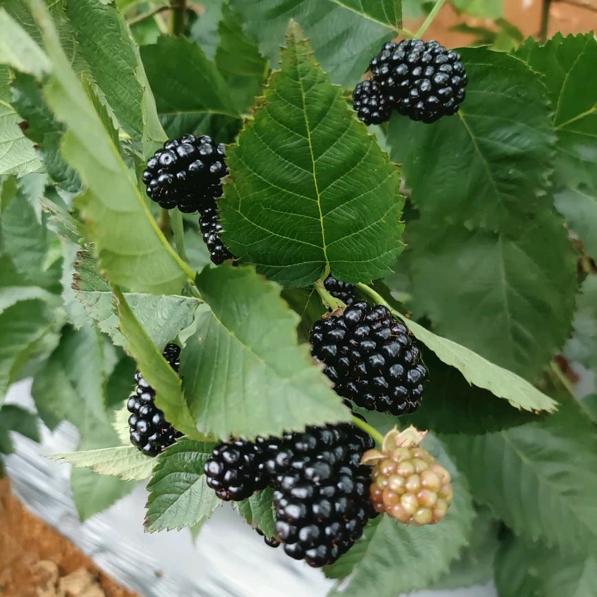 兴义树莓采摘园