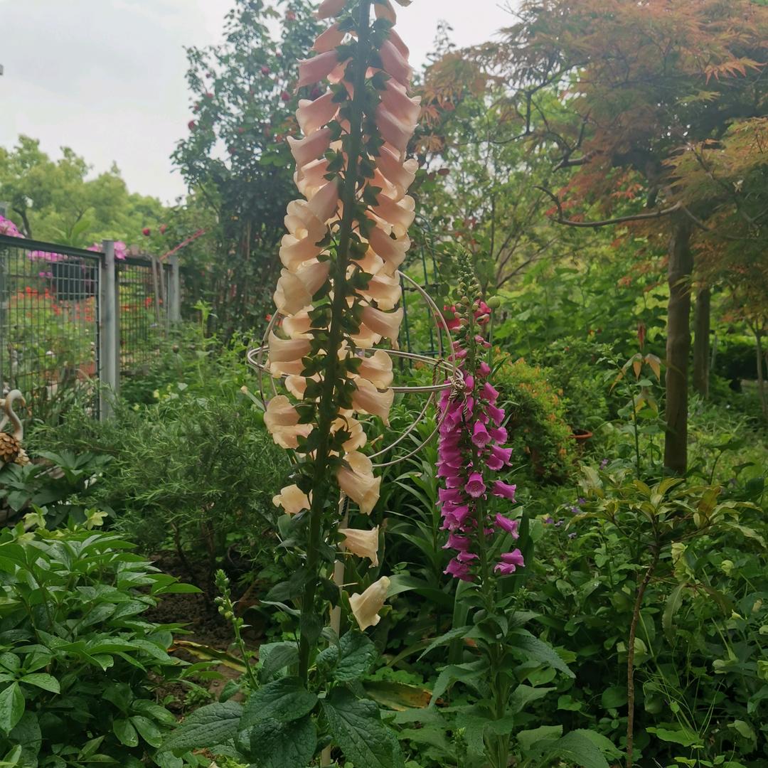 🌛感恩☀️💐