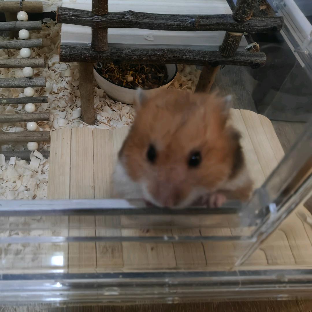 邀月月月