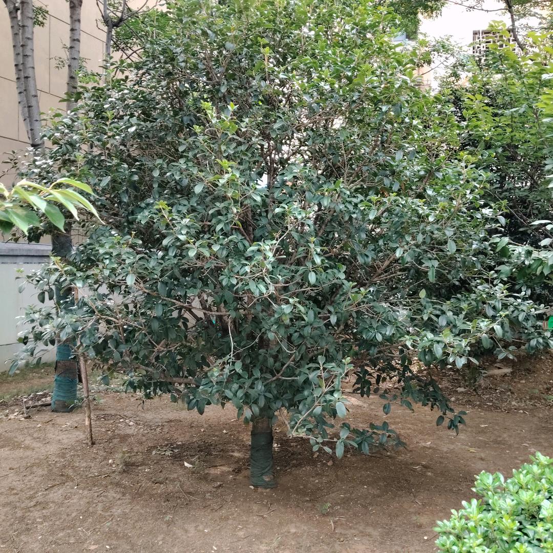 大风起兮云飞扬
