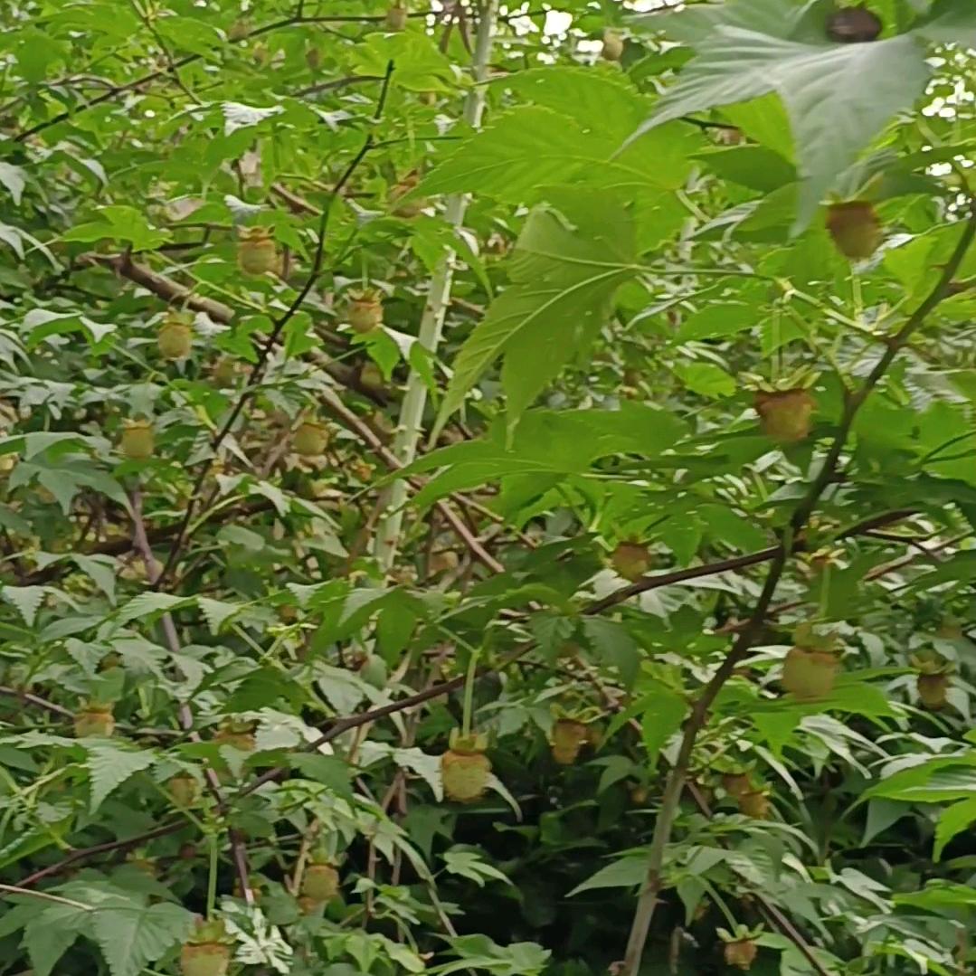 高山土妹