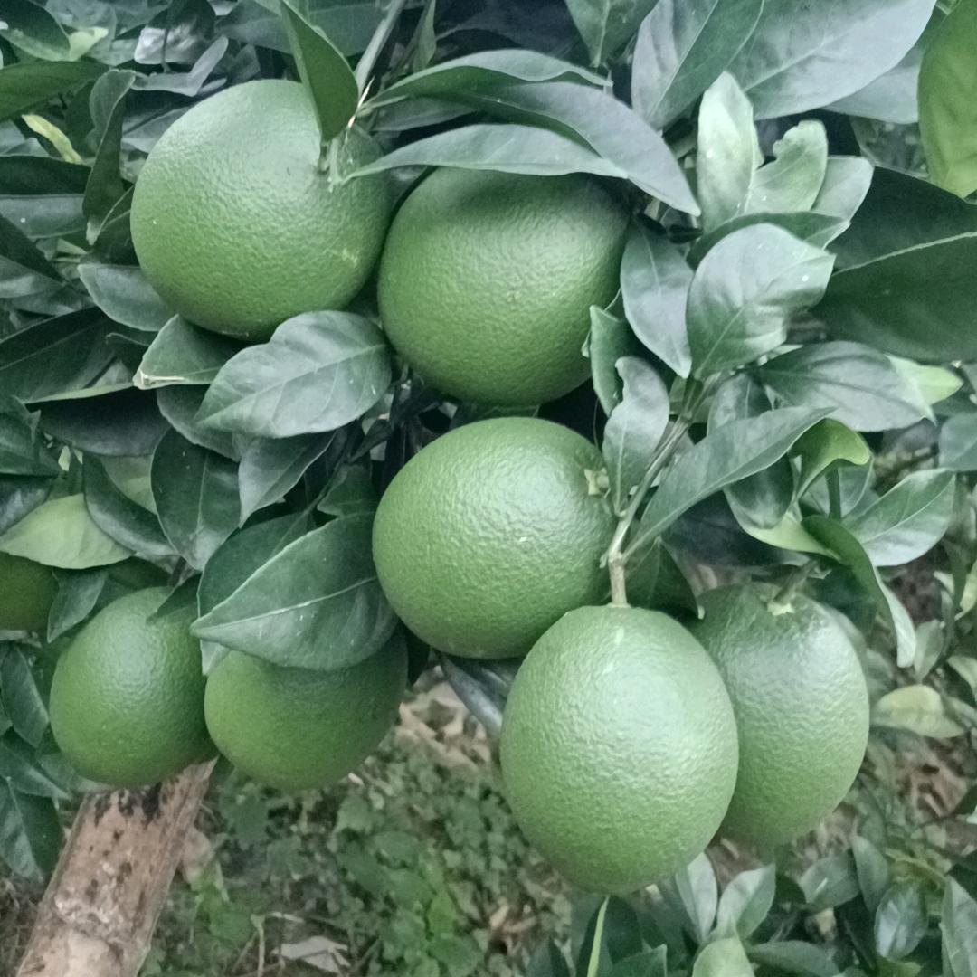 萬坑山庄，庄主