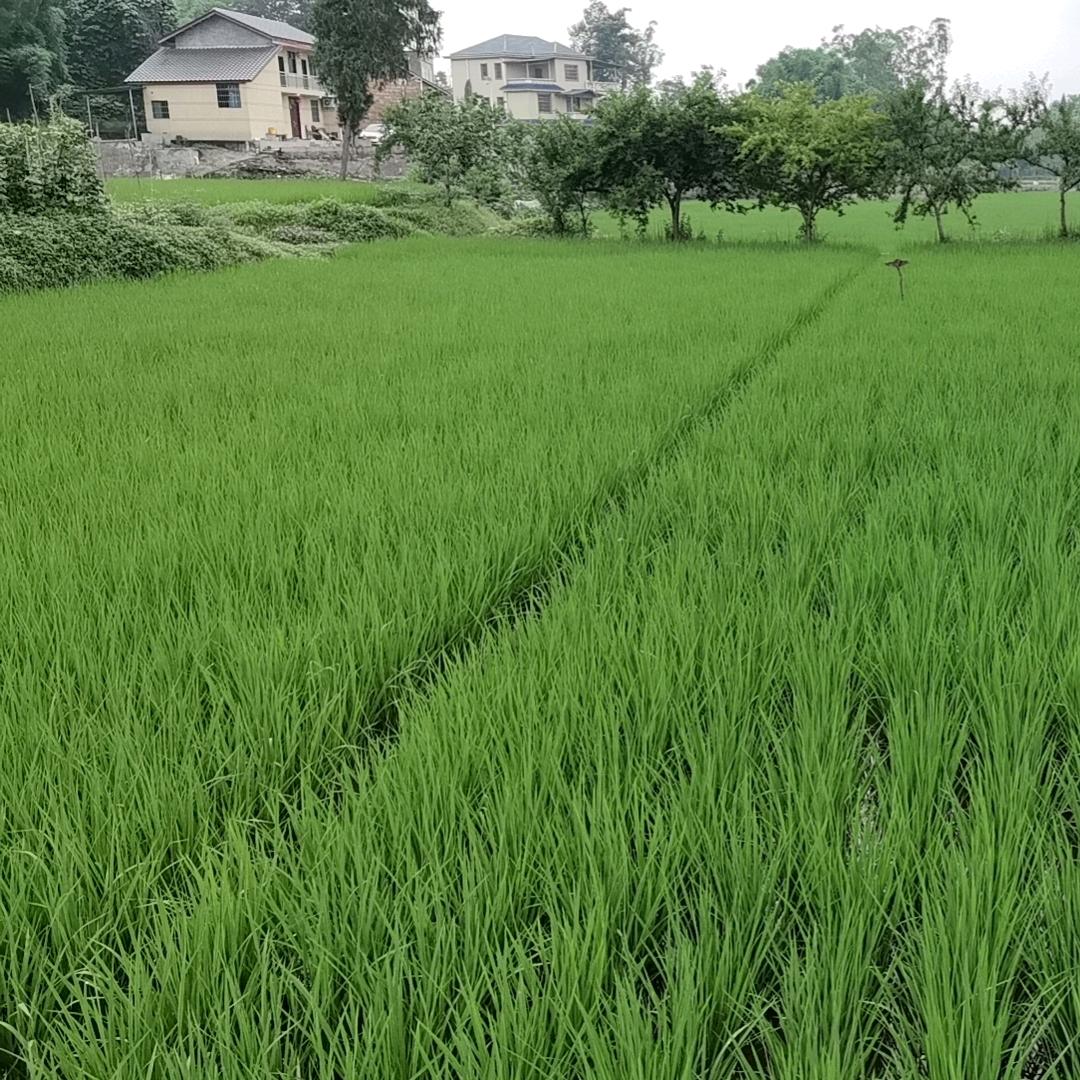 泸州老窖烟