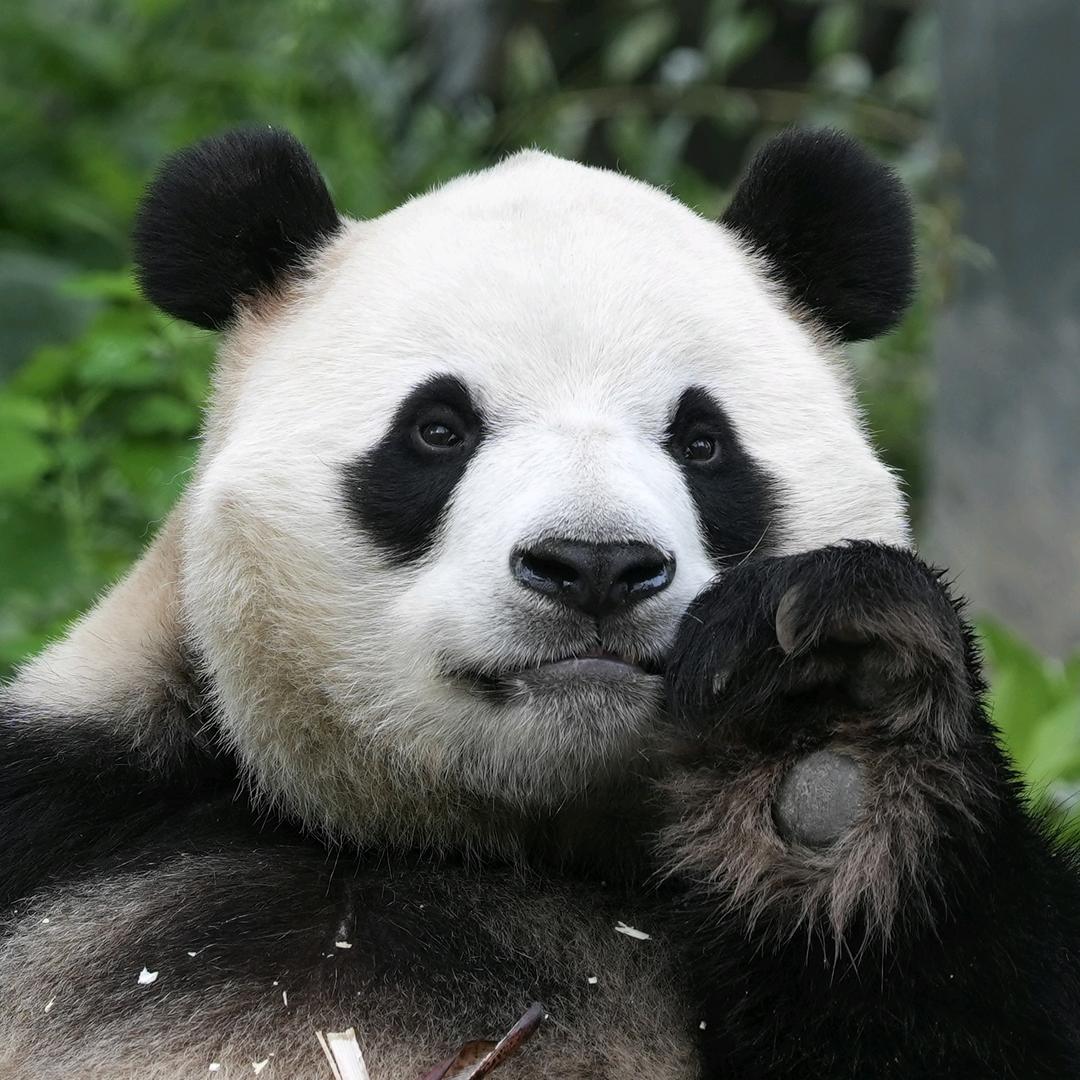 芝麻汤圆🐼