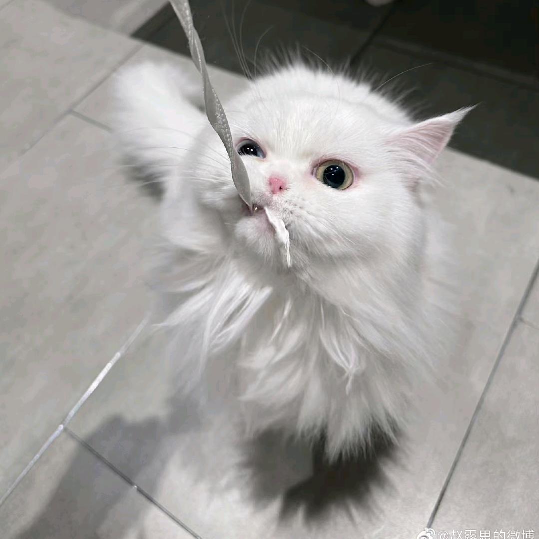 ฅ'ㅅ'ฅ
