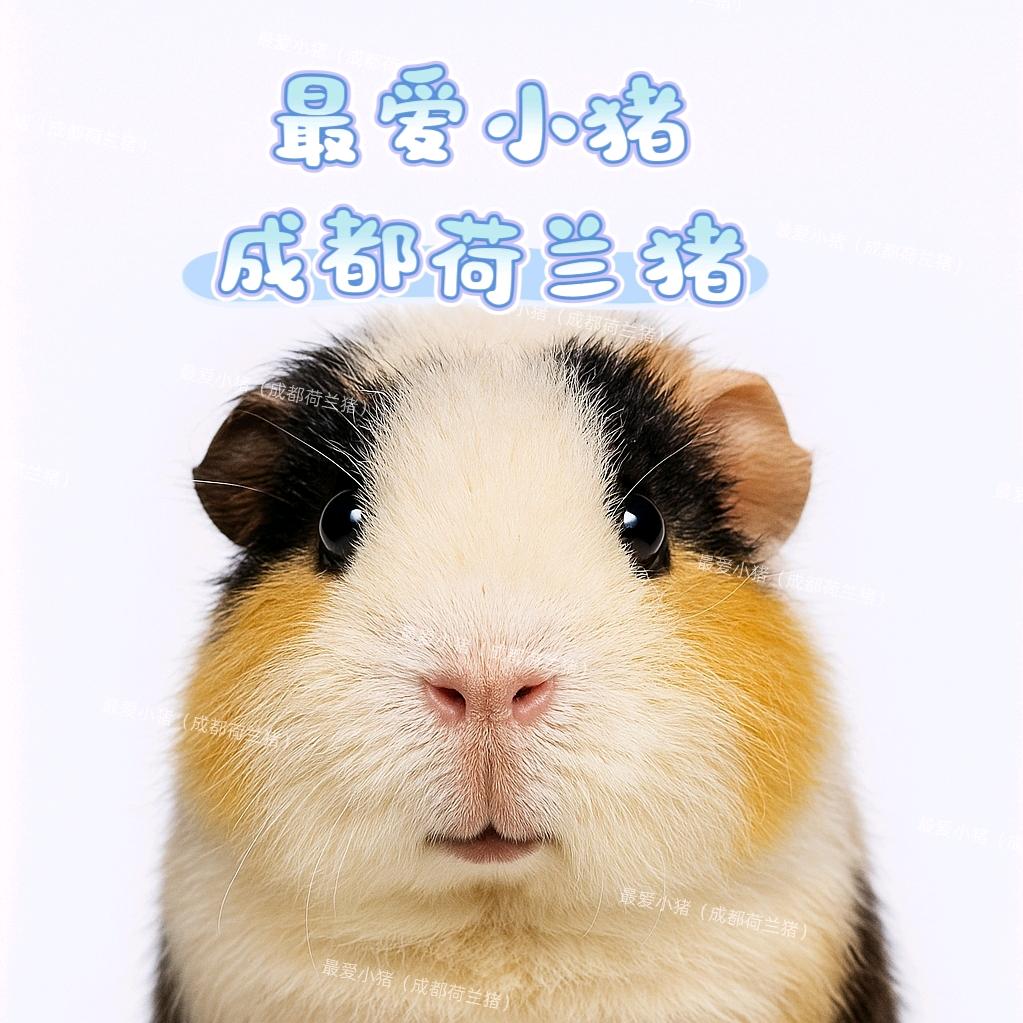 最爱小猪（成都荷兰猪）