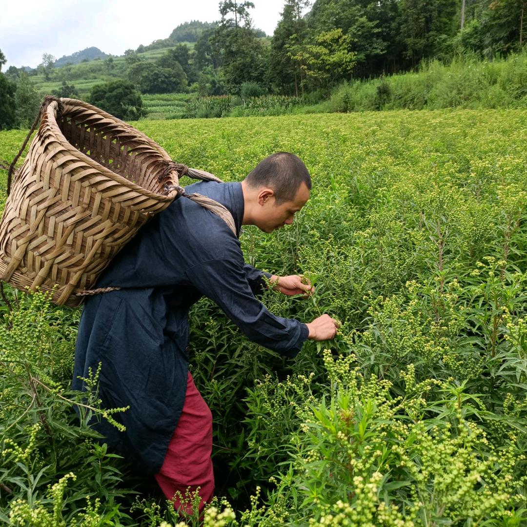 诸葛神草