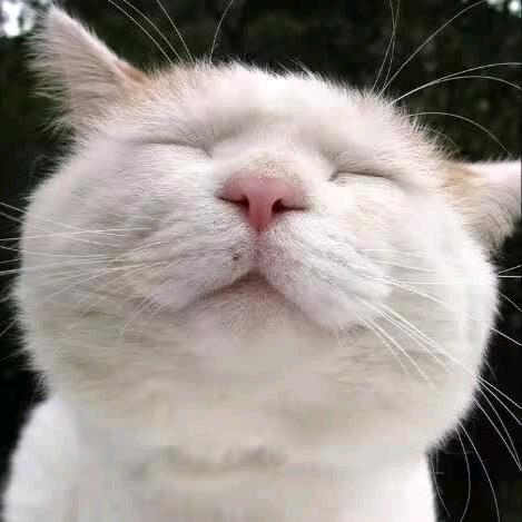 ☄一介俗人