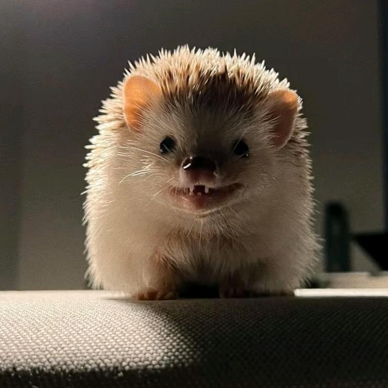 皮卡丘生吞大刺猬