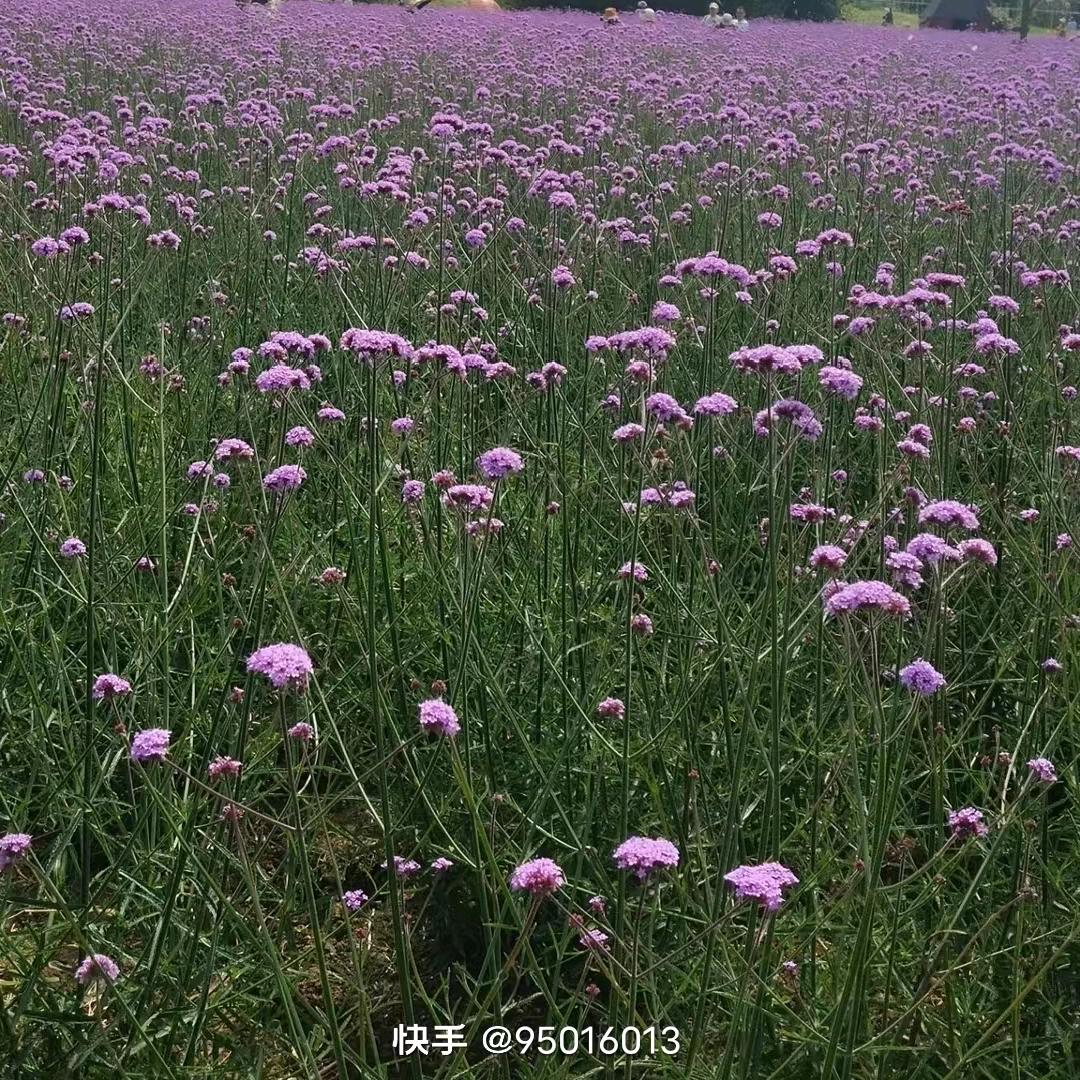 杨柳细腰