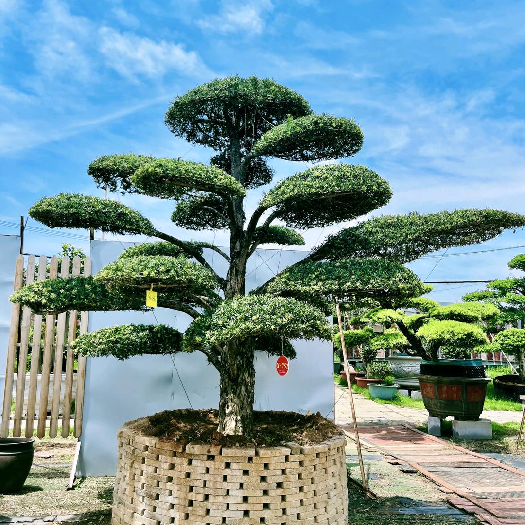 武汉罗汉松基地