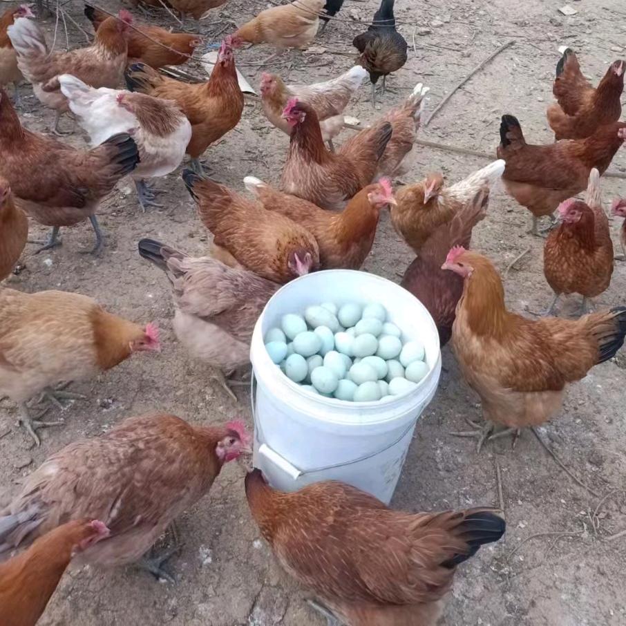 小周土鸡，土鸡蛋