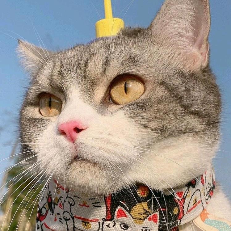 何托托.