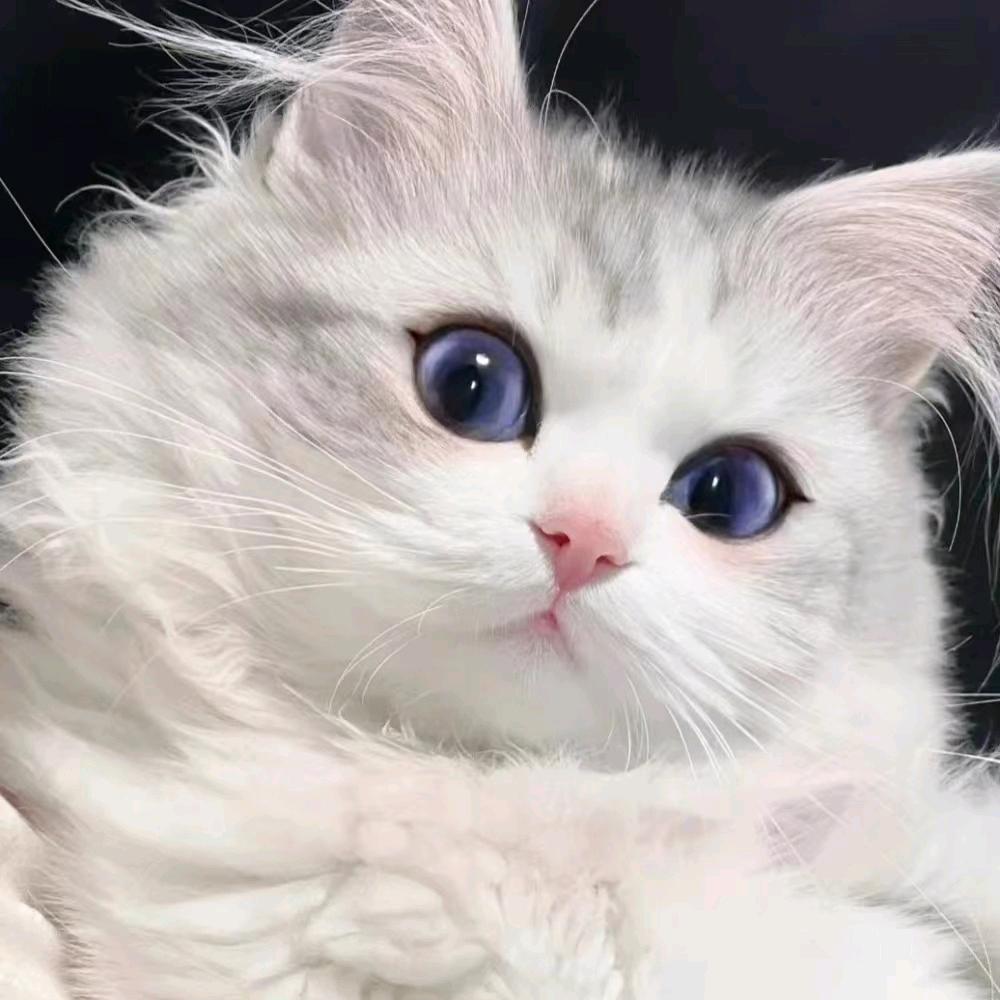 大❤️小当
