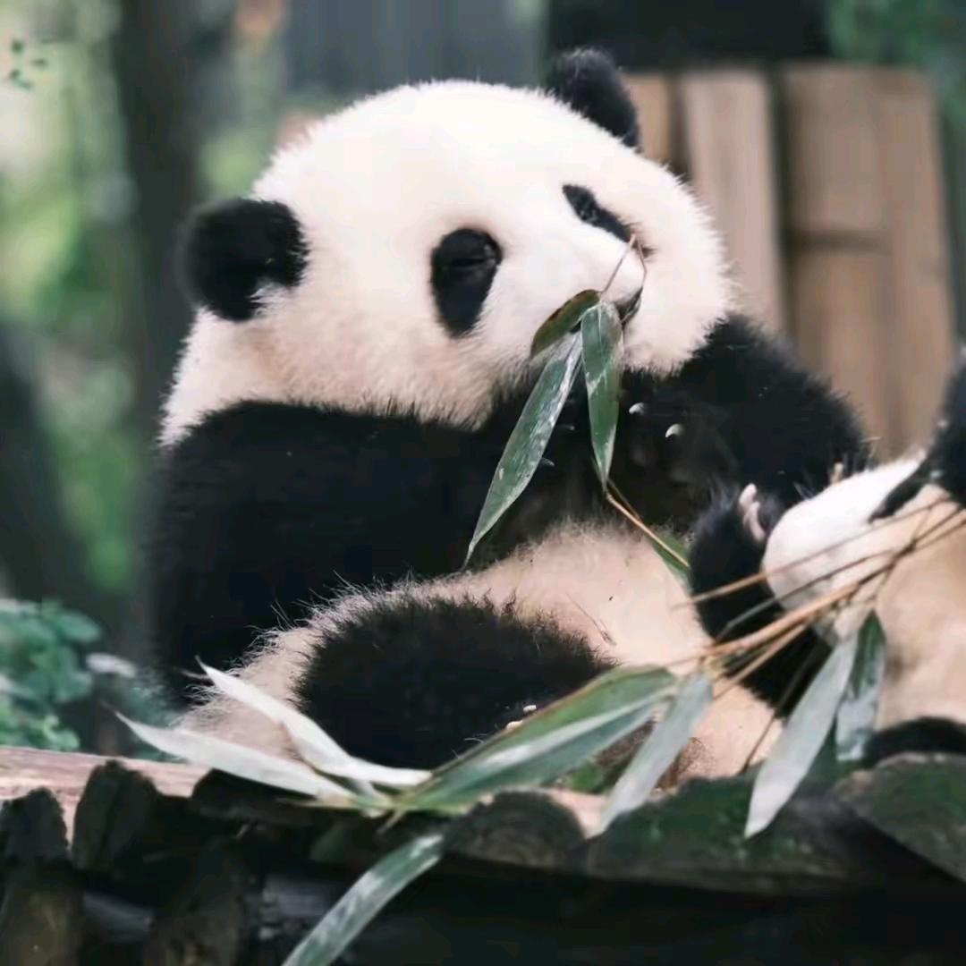 倪呆某🐼🎋
