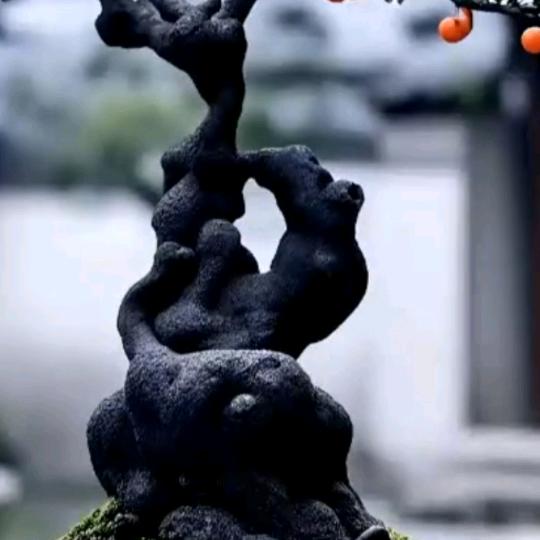 万元富金弹子盆景