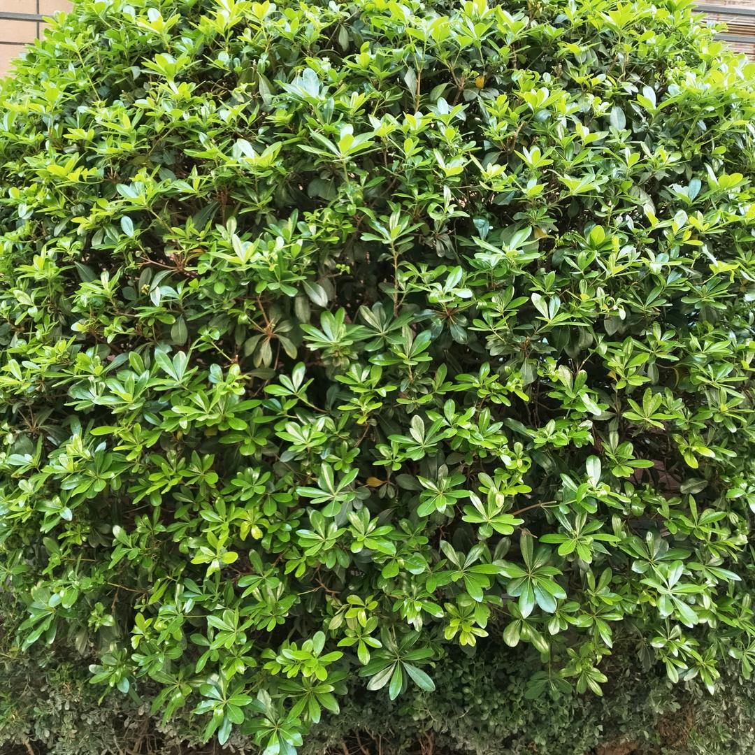 花蕊