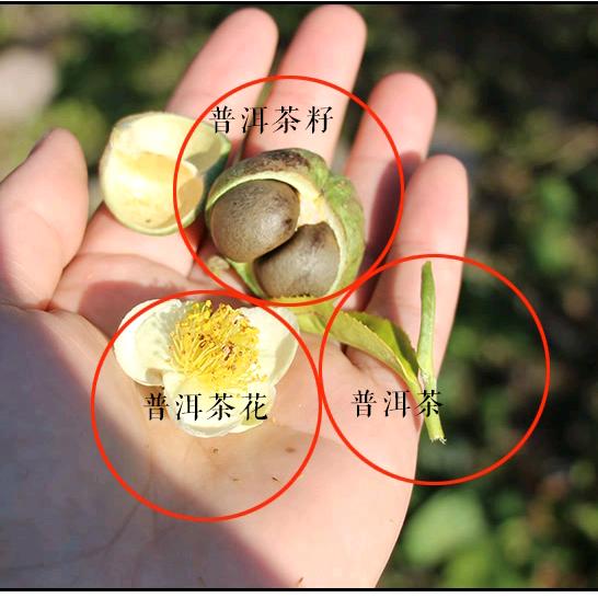 云南普洱有机茶叶籽油