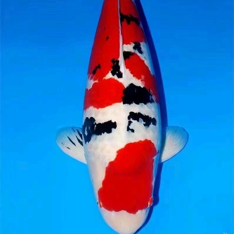 海峰萌宠