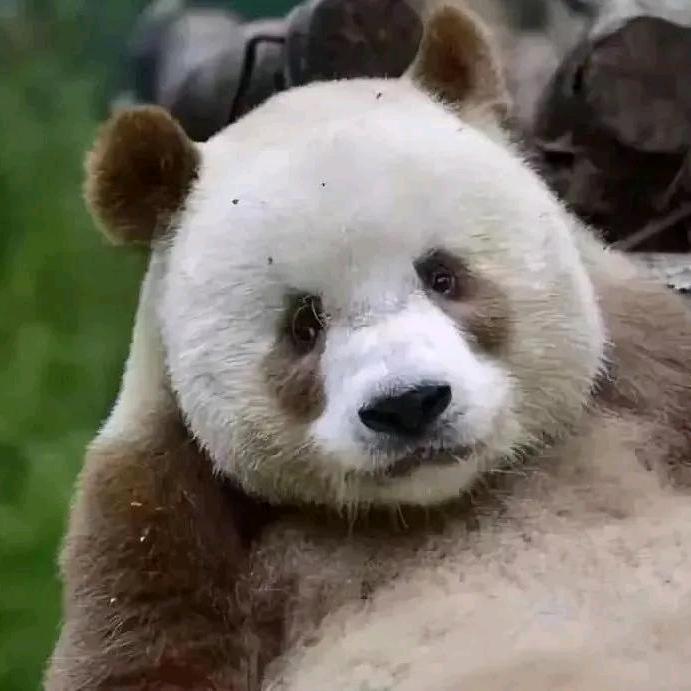 乔包包头像