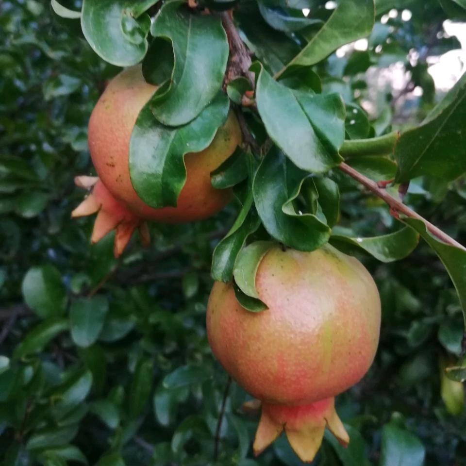 萬事如意🌹🌹