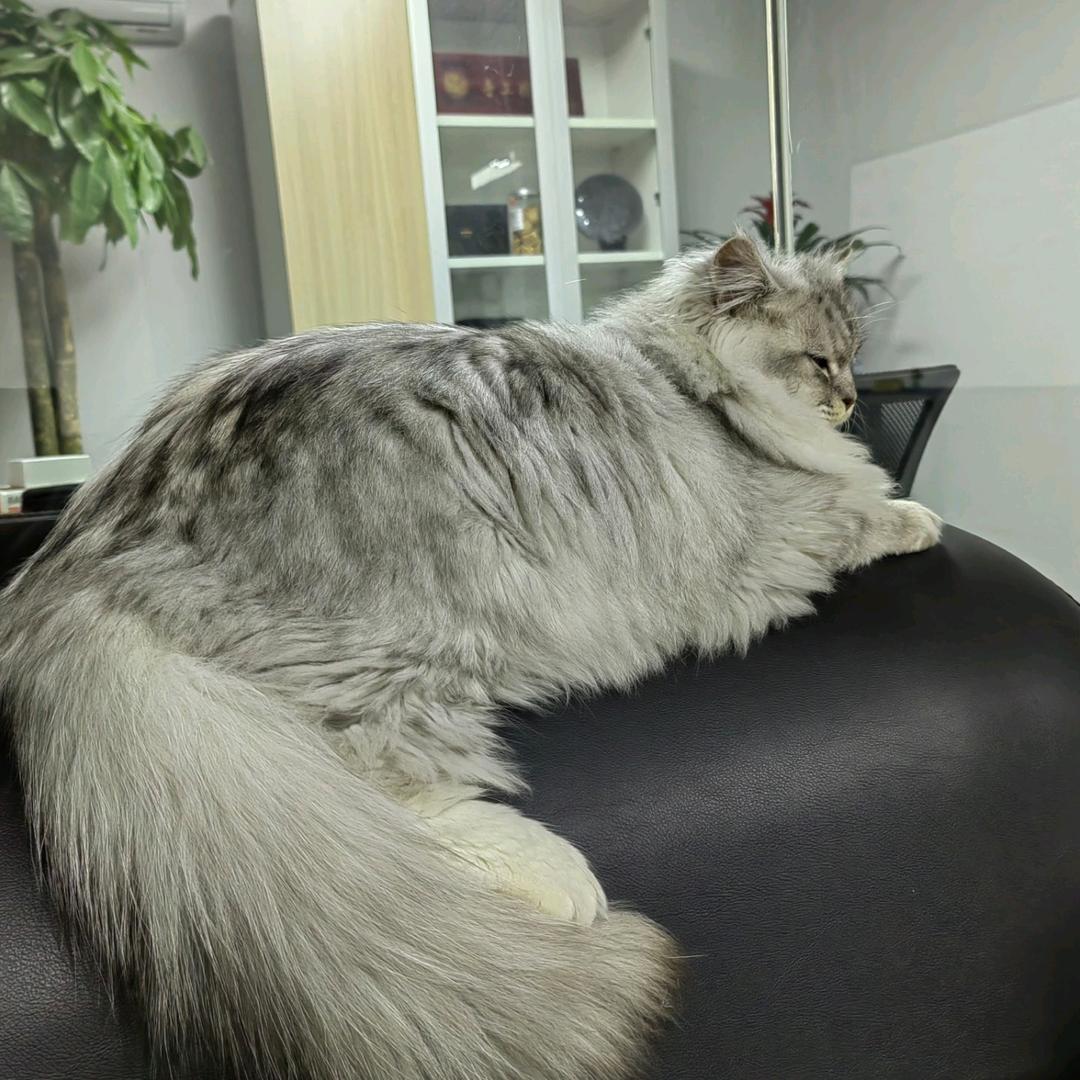 俄罗斯巨型大猫-猫总