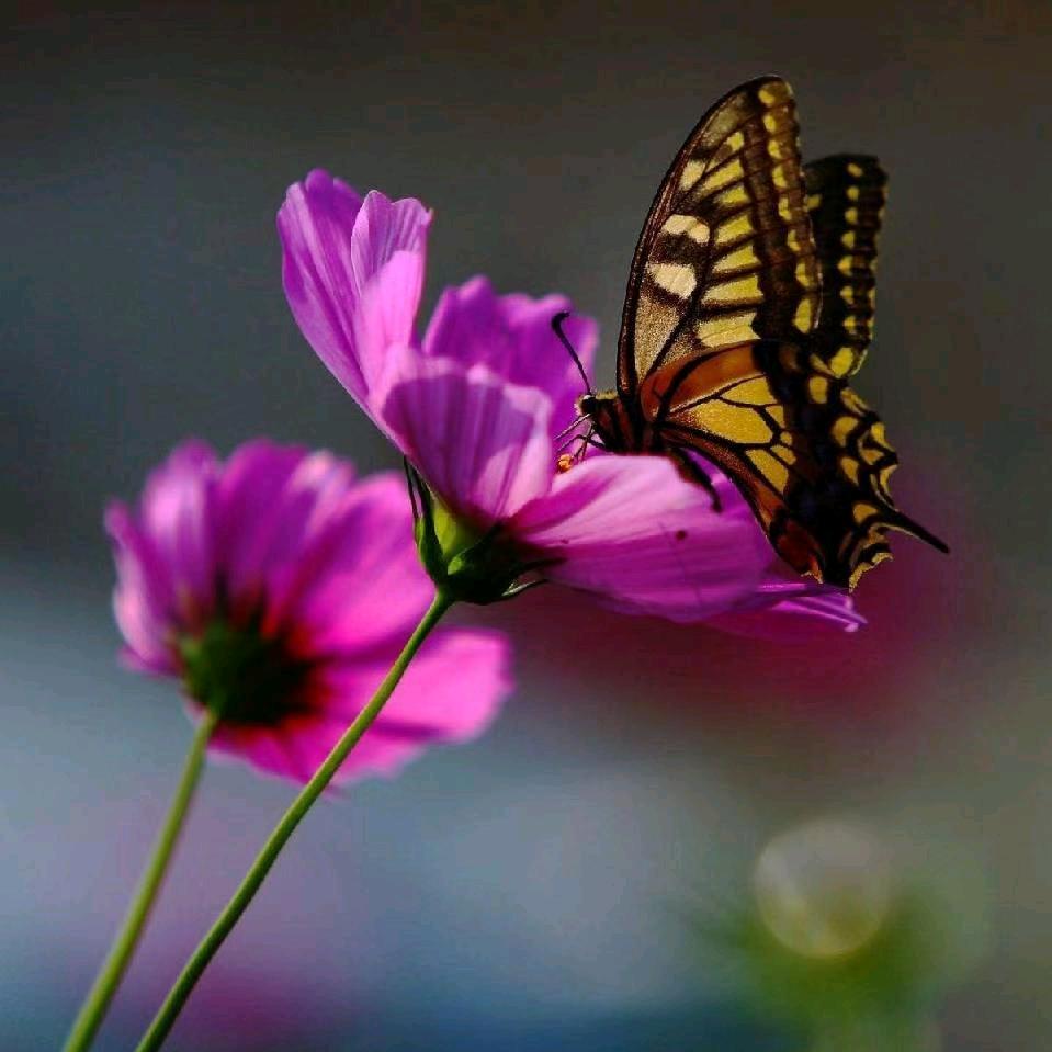 💞欣欣向荣🦋