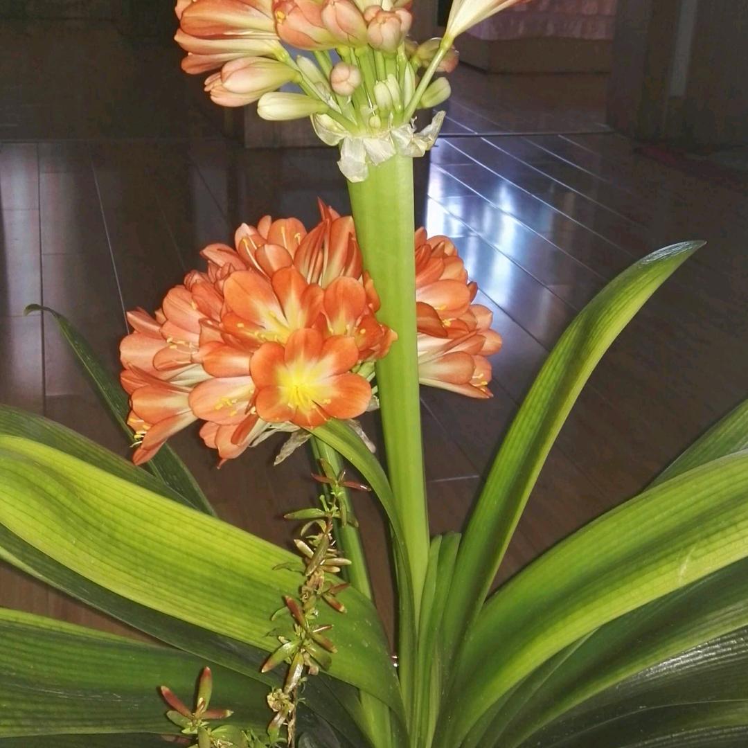 天河——忠良之后