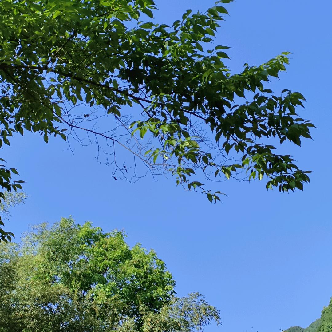 快乐飞翔