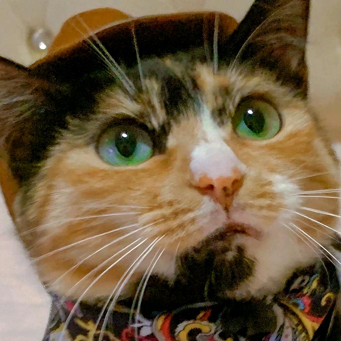 鱼吉黑土（疯狂被流浪猫碰瓷版
