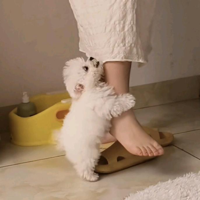 求抱抱的石榴熊