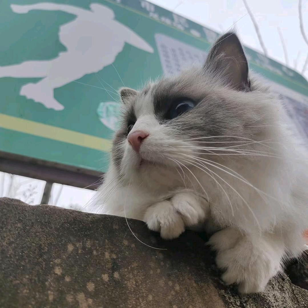 风好大（劫洲双修）