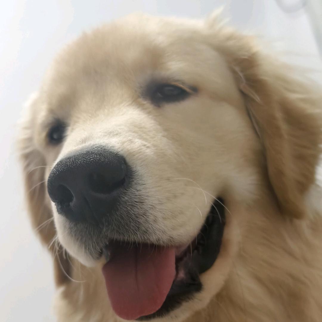 秃驴