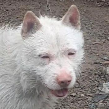 下司猎犬阿发