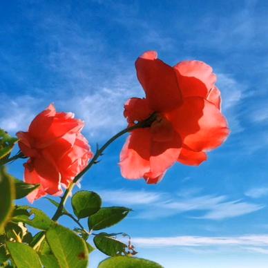 新疆Miras好物分享