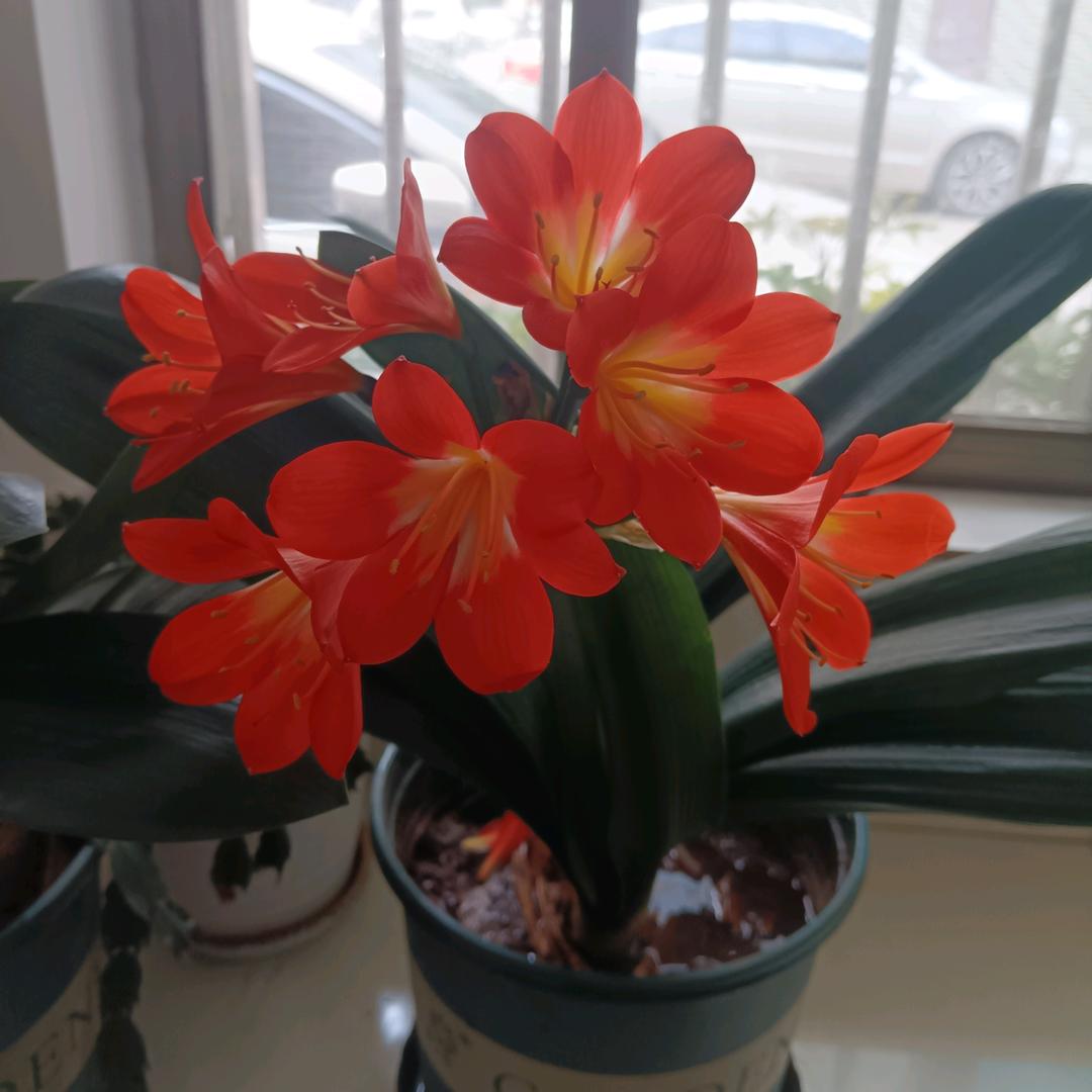 塔塔卡牌情感疗愈