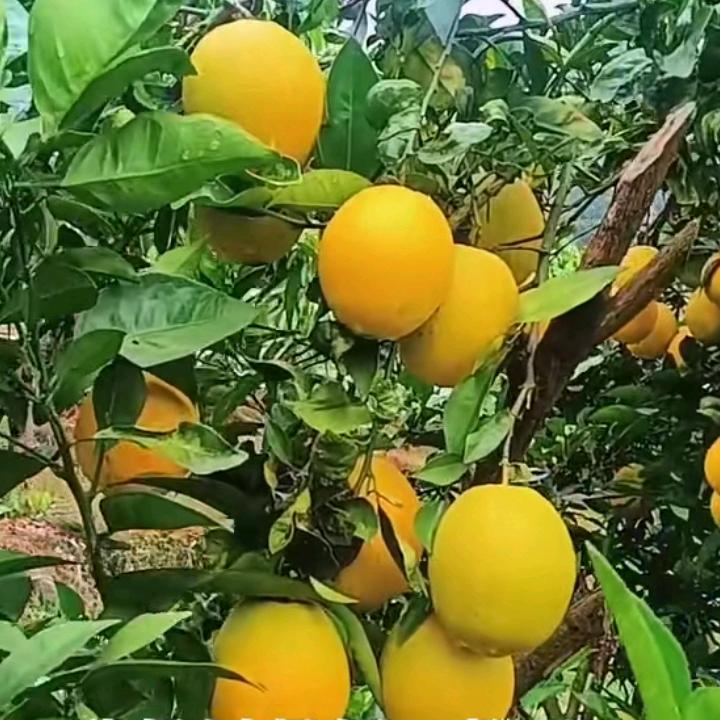 橘子红了💋💋