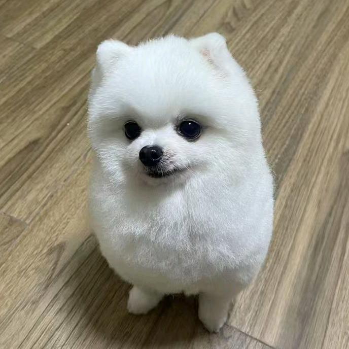 贤鱼碰碰屋
