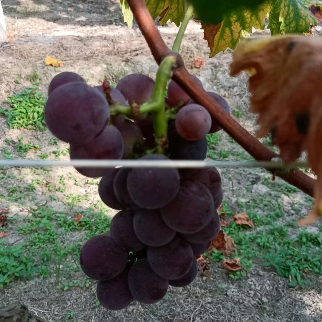 卖葡萄🍇