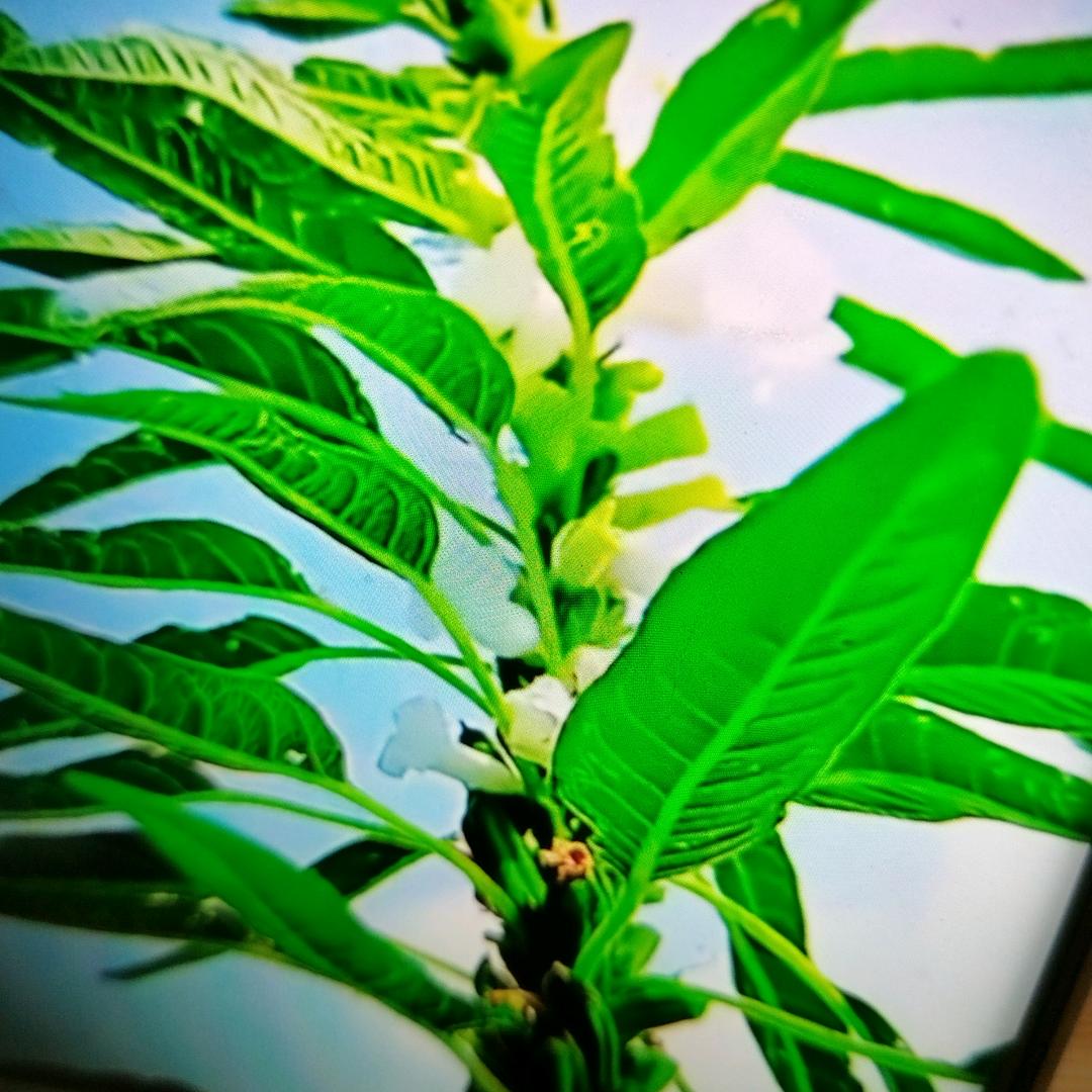 渴慕溪水朱秦姐