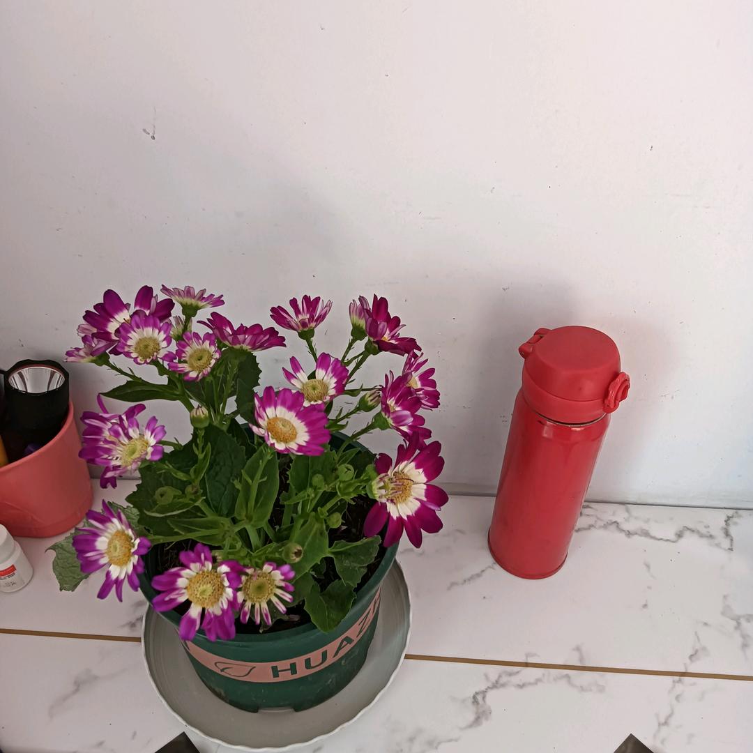 傲梅开放🍓