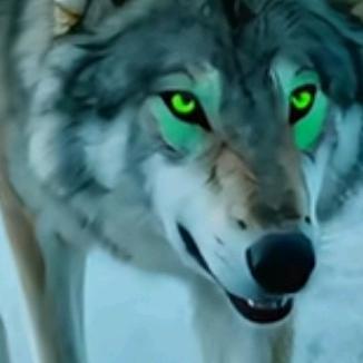 🐺狼🐺