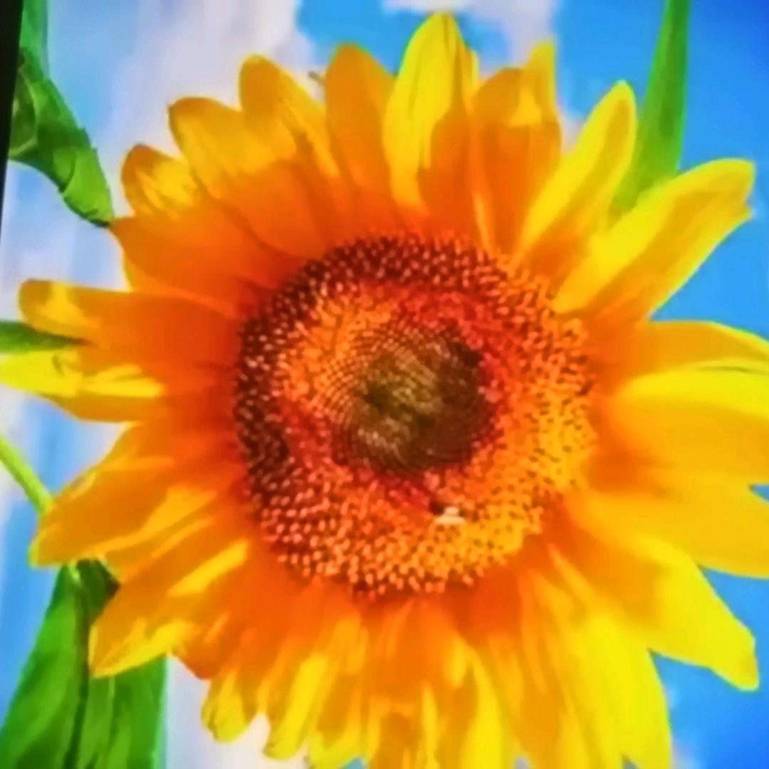 运气满满（拒连赞谢谢）