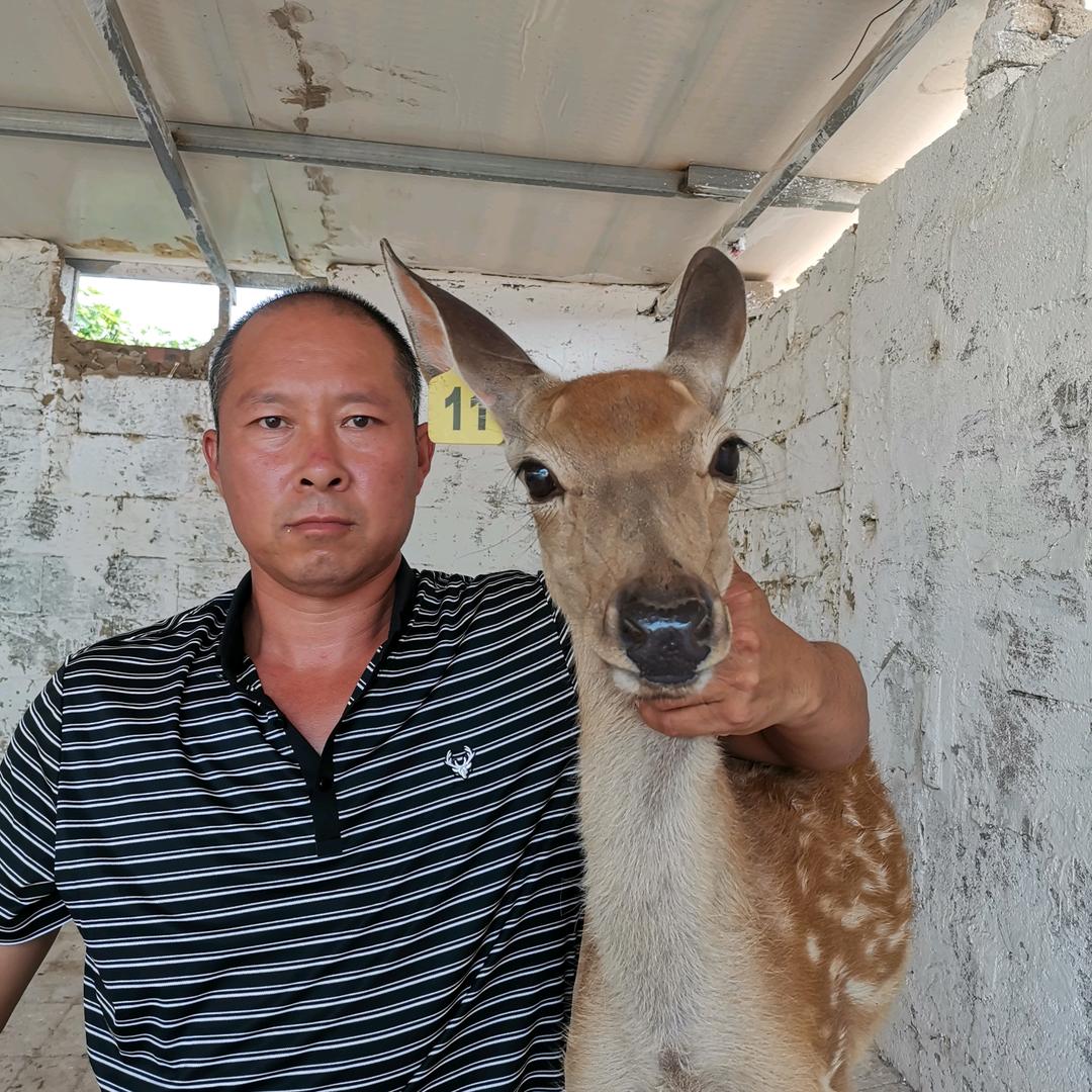 定州百鹿园鹿业特种养殖（鹿哥）