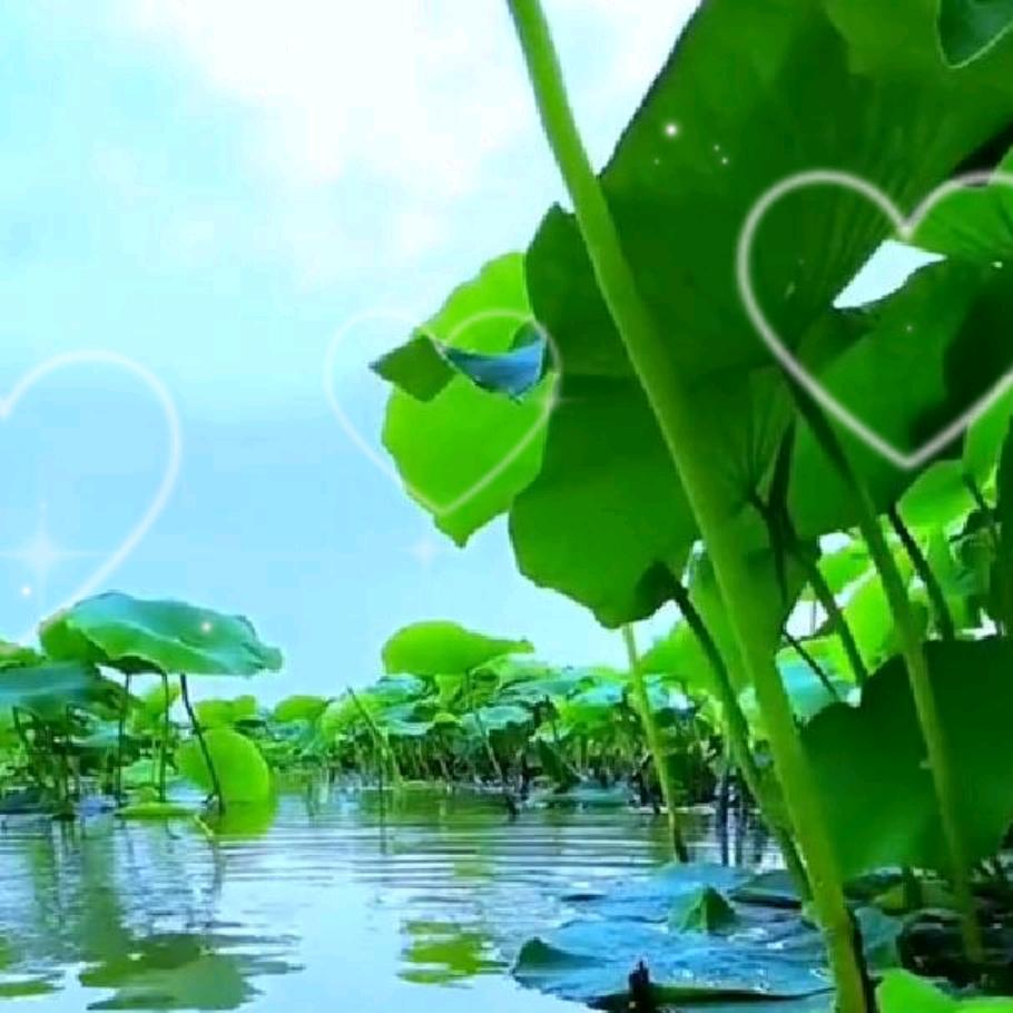 小香草