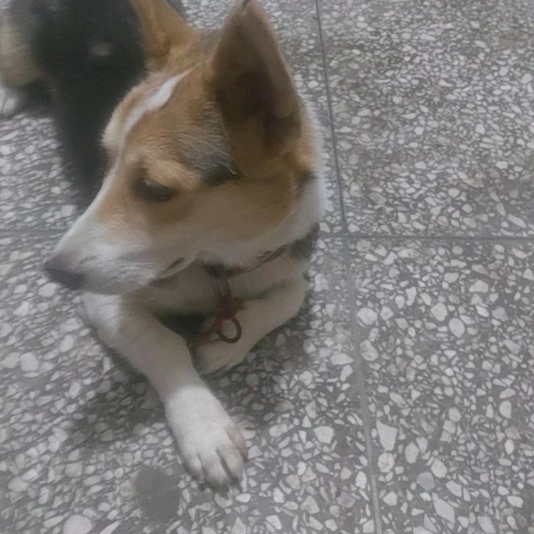 任天龙