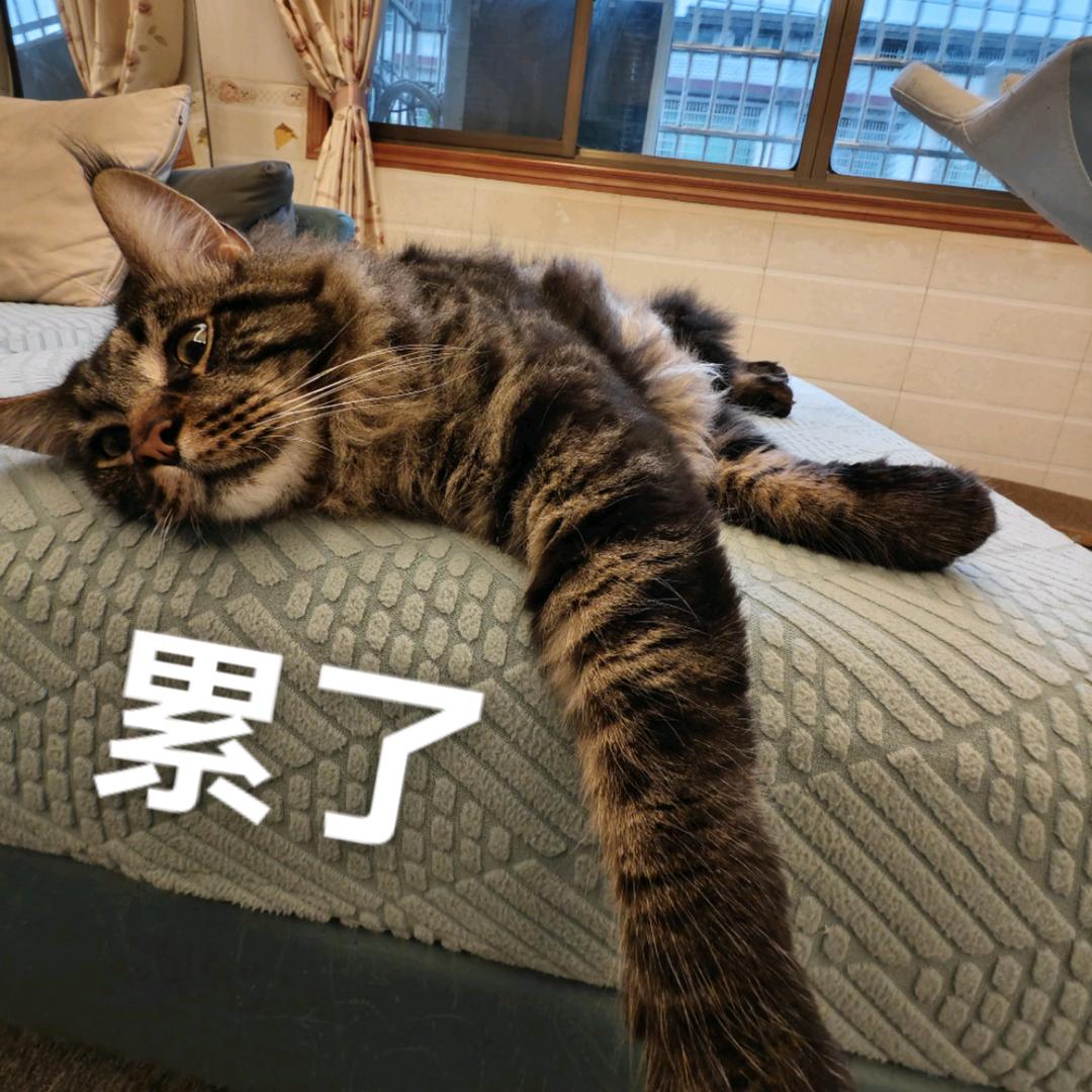 飞叶.