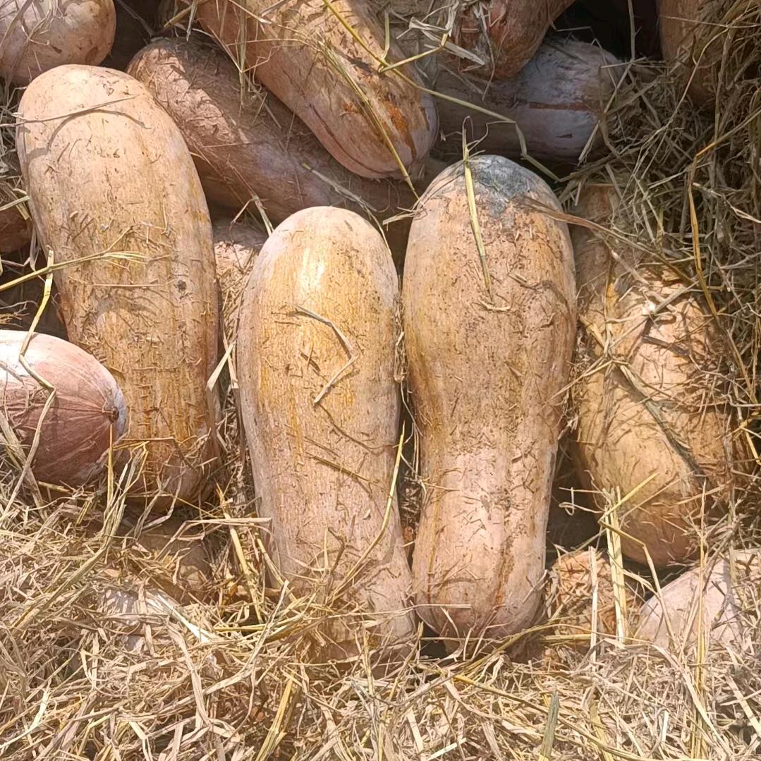 南瓜代办小肖