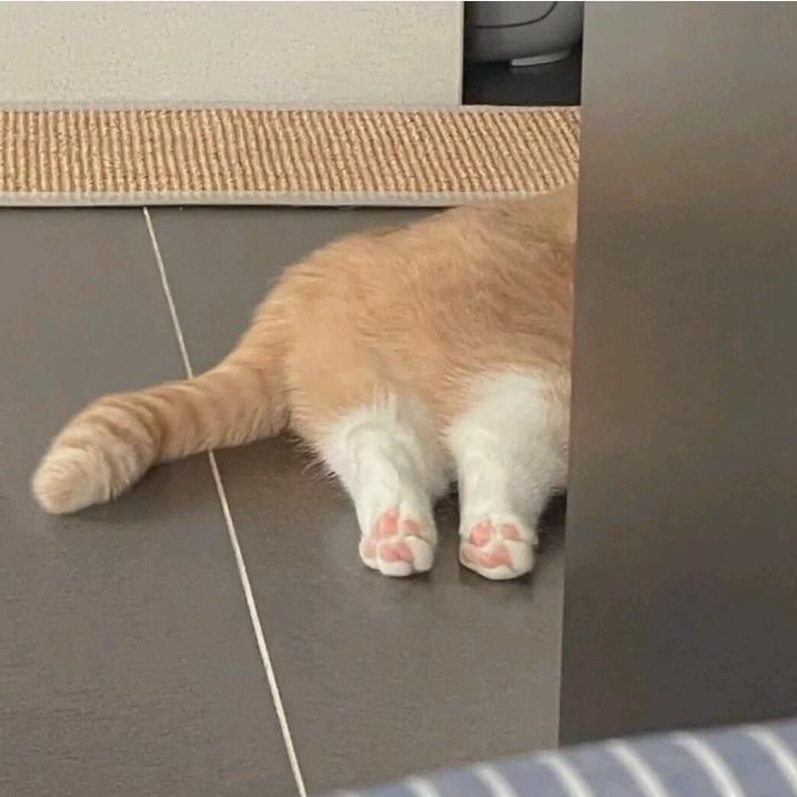 摇奶茶的李师傅.🥤